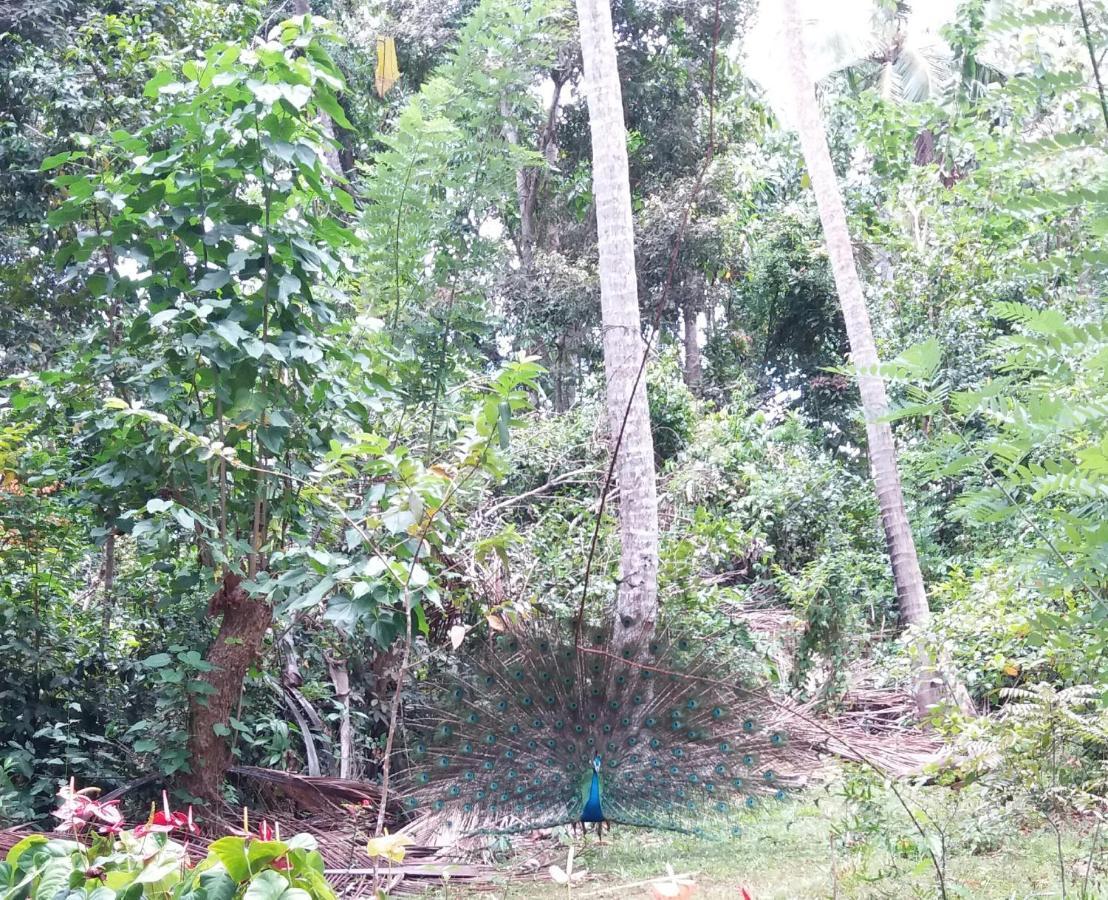 Cashew Villa Hiriketiya Dikwella Exterior foto